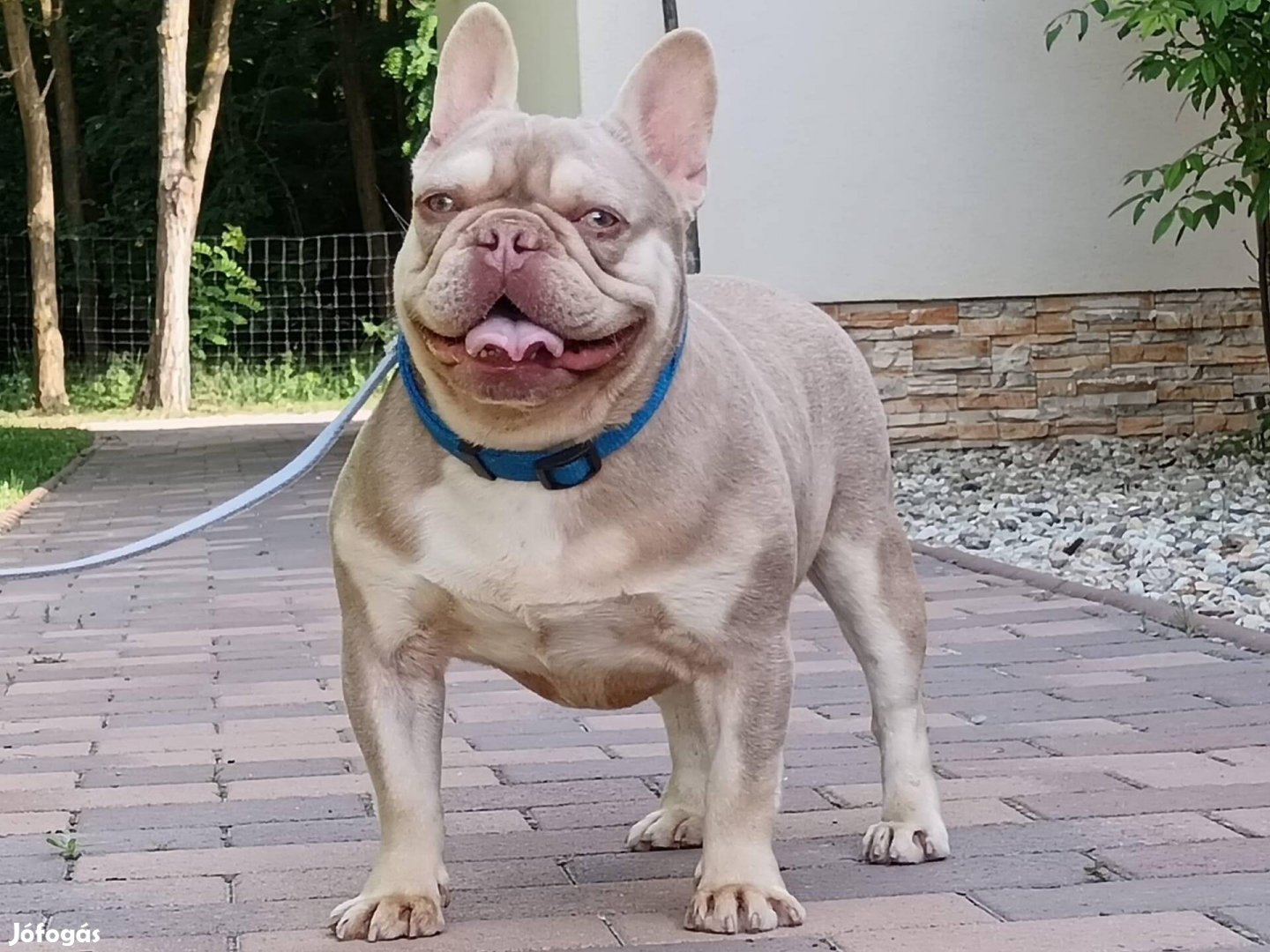 Francia bulldog(jellegű)kan