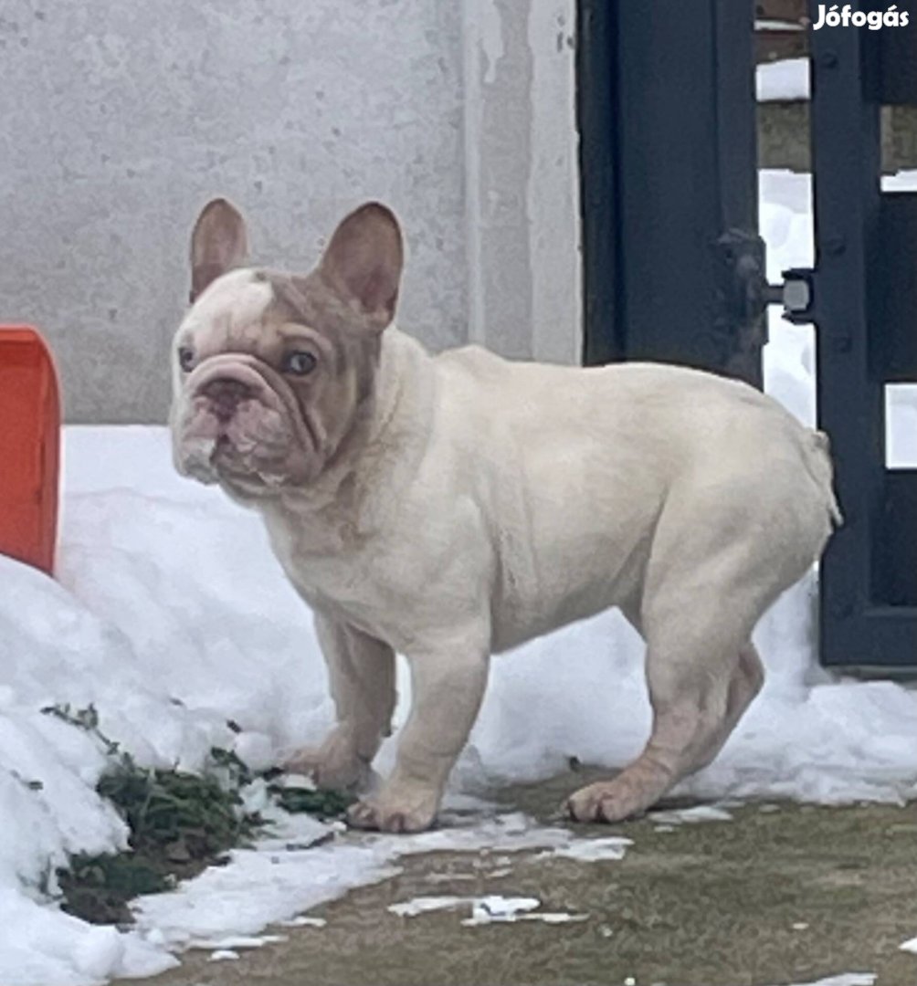Francia bulldog jellegű kislány !