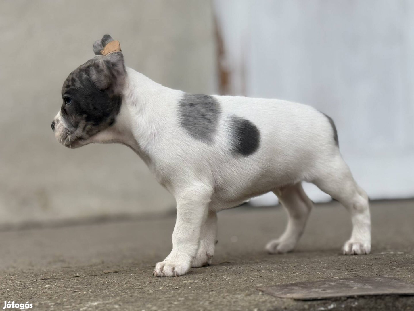 Francia bulldog jellegű kölyök kutyusok ingyen elvihető