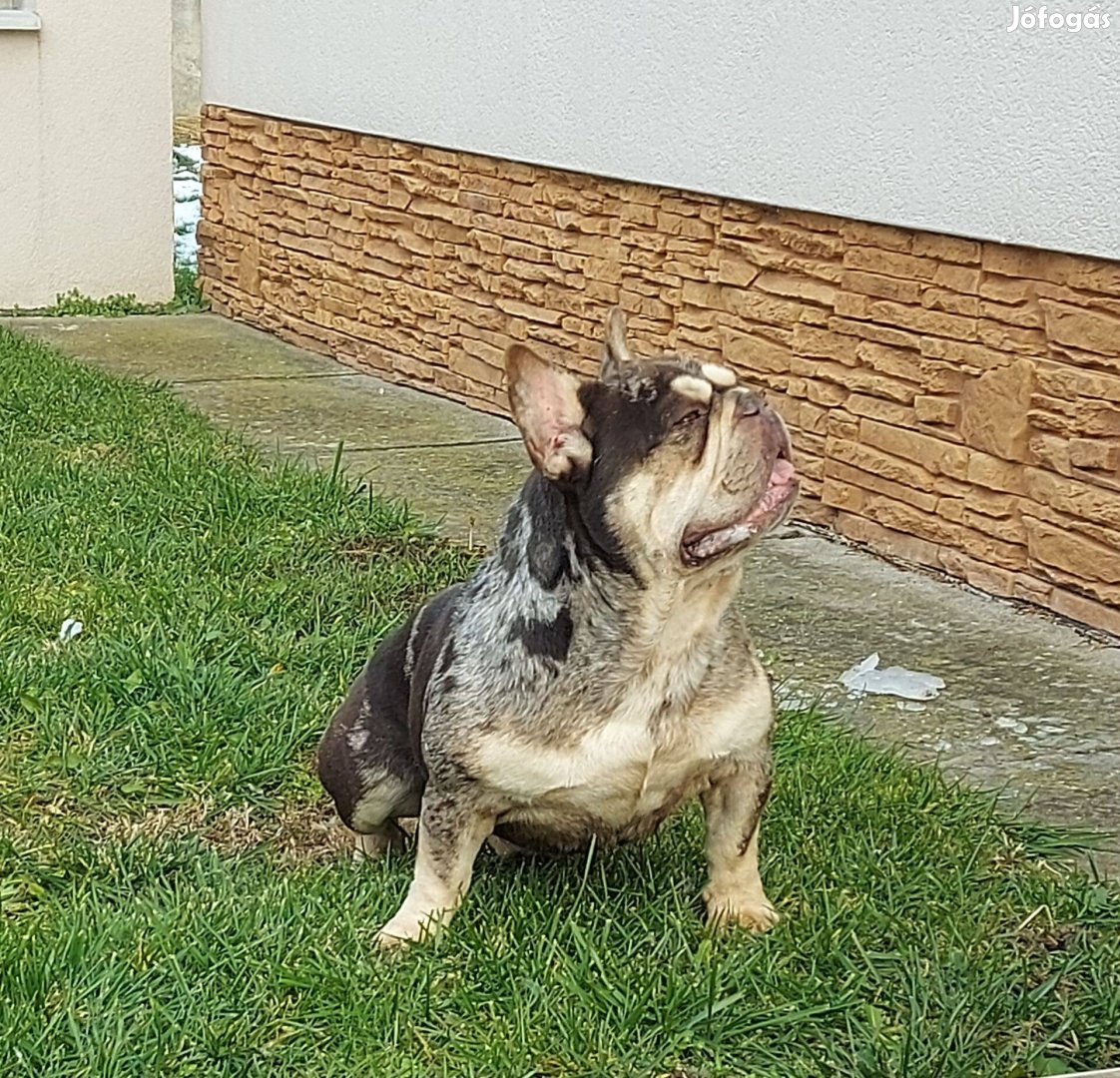 Francia bulldog kanok (fajtatiszta jellegű) frdeznek