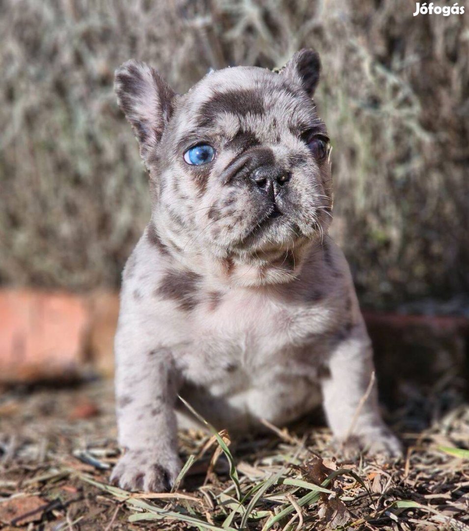 Francia bulldog kék-merle színű kan kiskutya eladó!