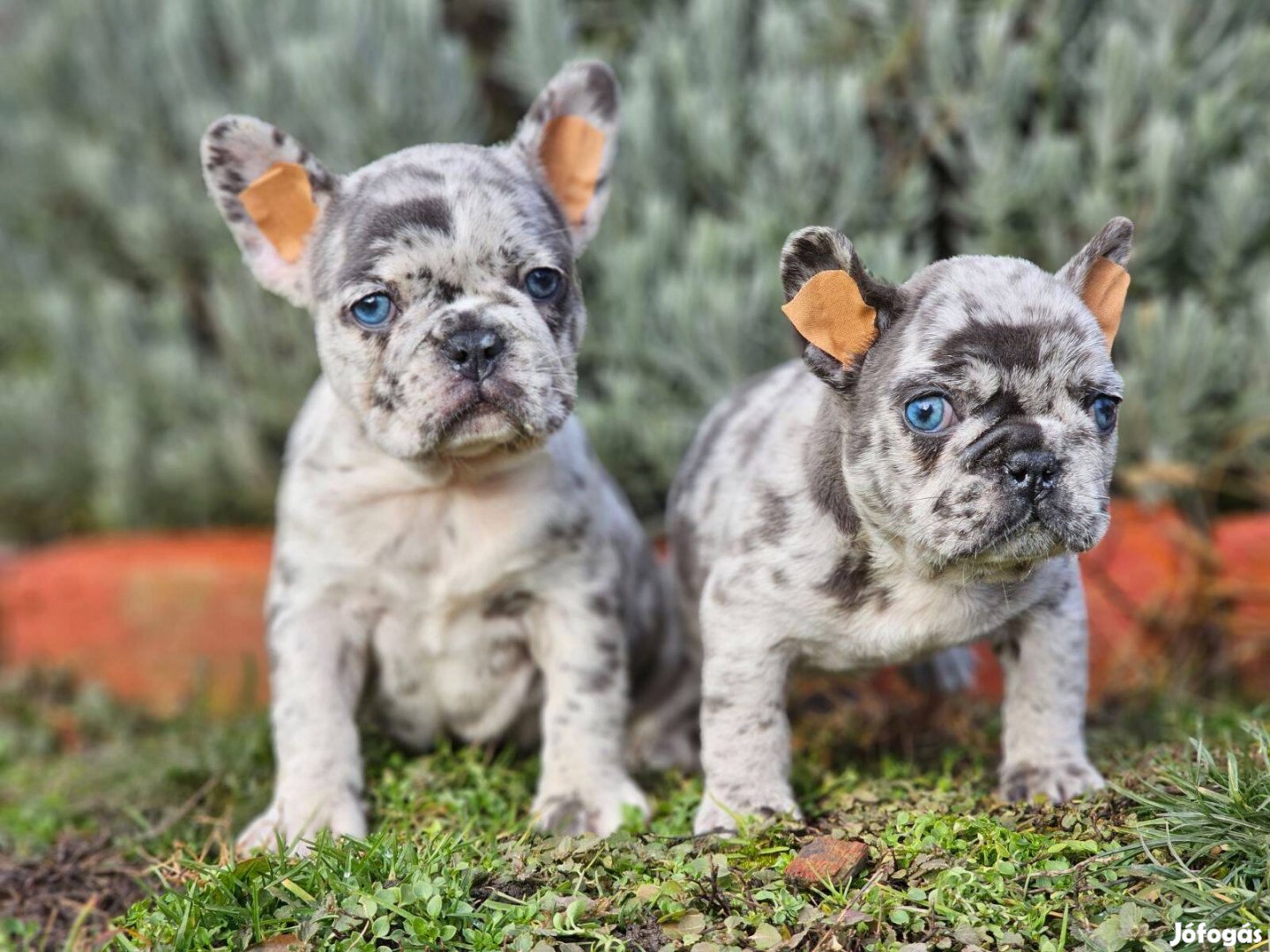 Francia bulldog kék-merle színű minöségi kiskutyák eladóak!