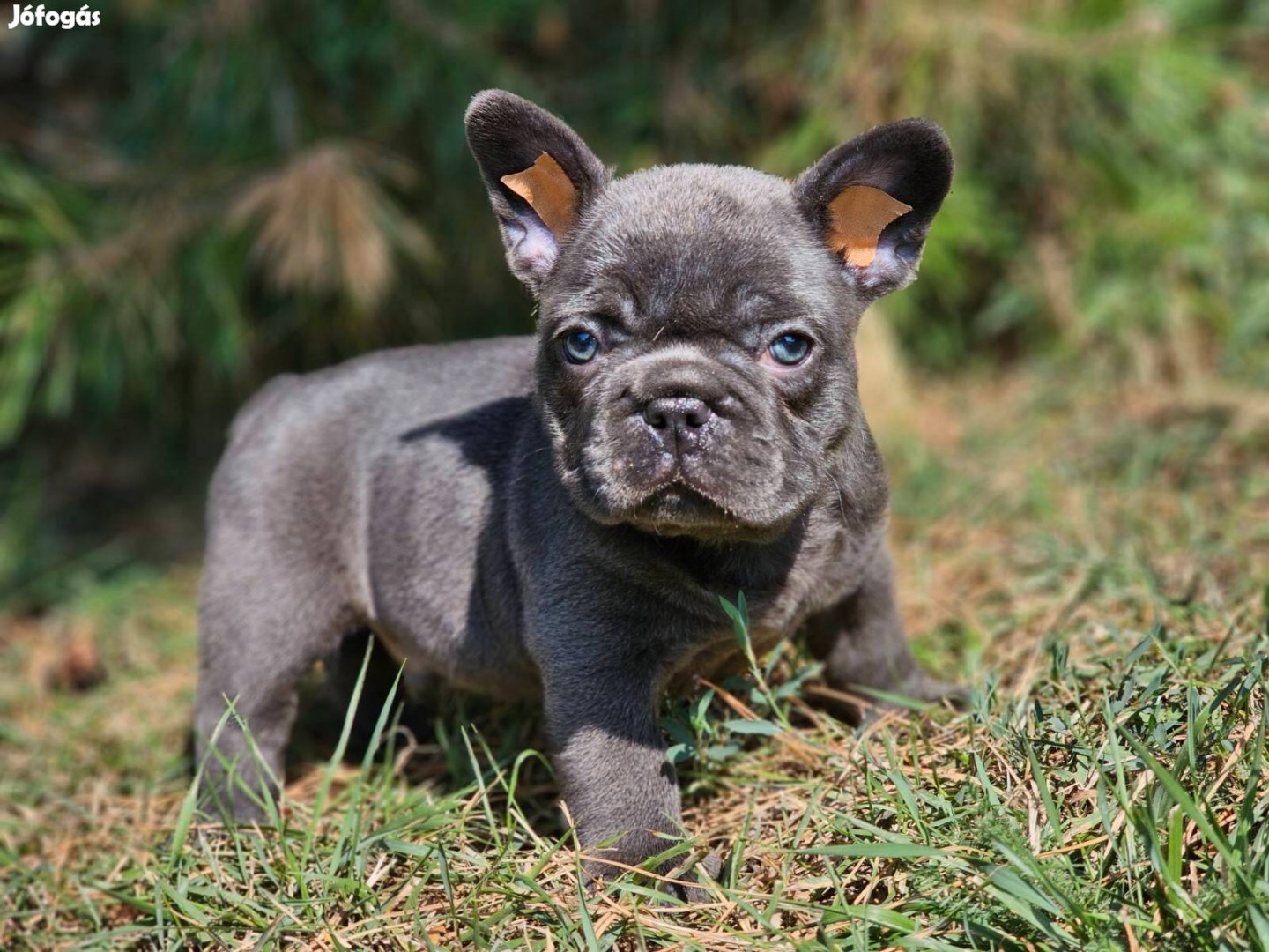 Francia bulldog kék színű csikmentes minöségi kan kiskutya eladó!