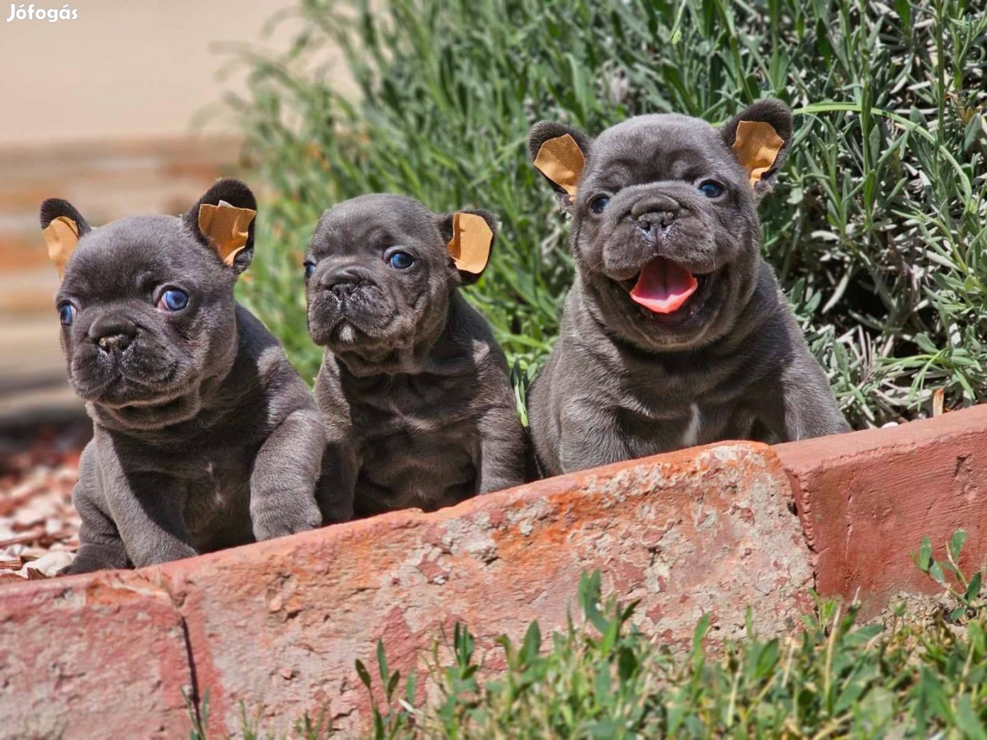 Francia bulldog kék színű csikmentes minöségű kiskutyák eladóak!