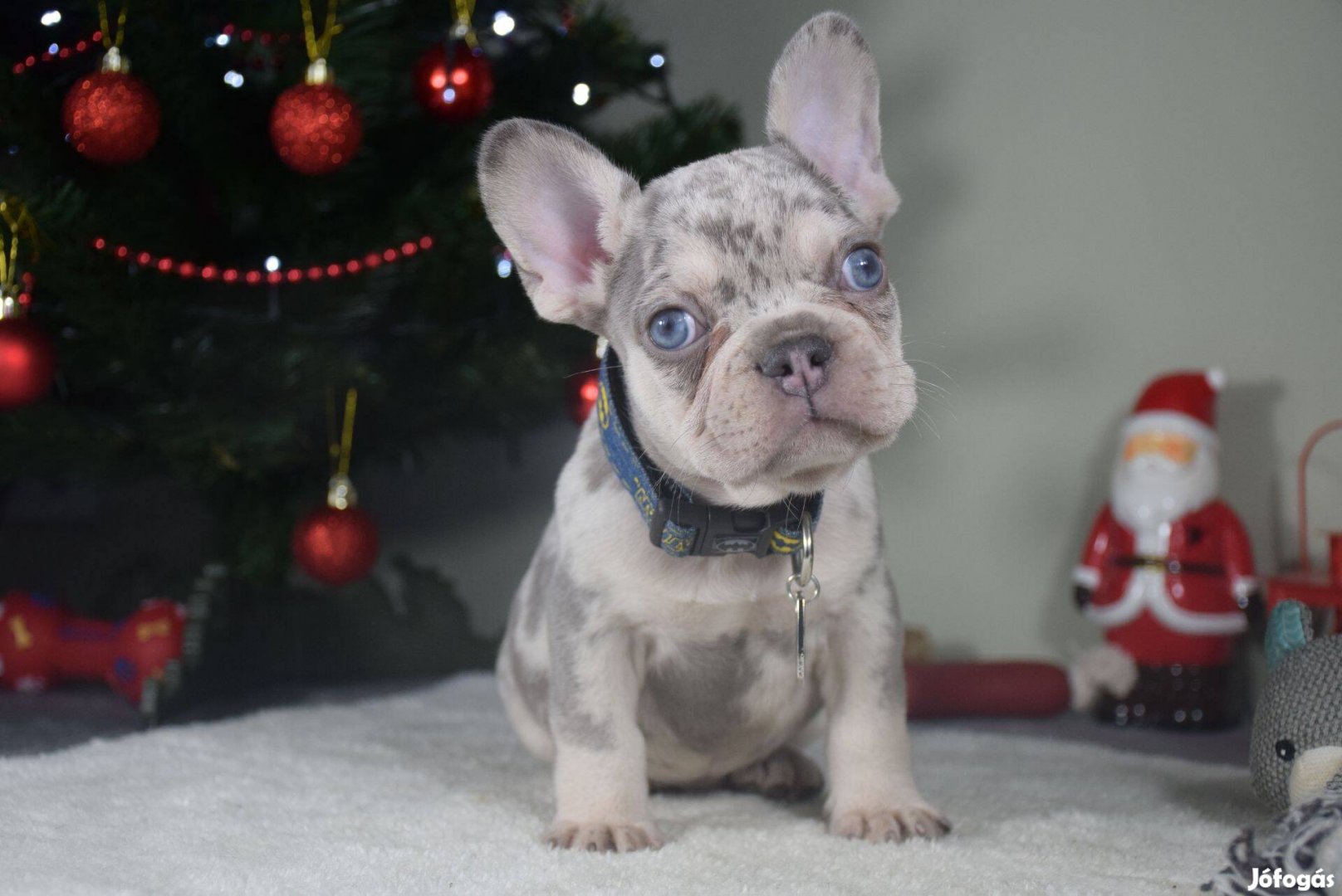 Francia bulldog kisfiú