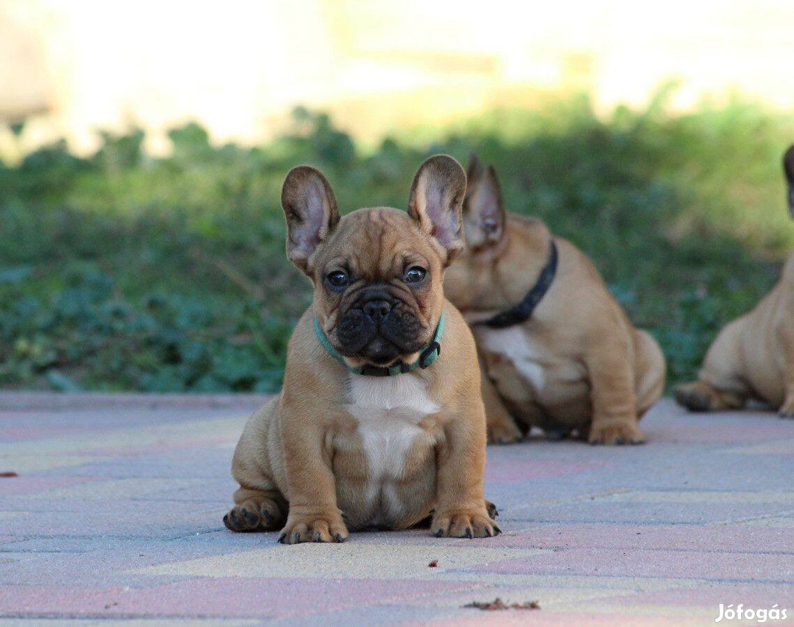 Francia bulldog kisfiú eladó törzskönyvel!