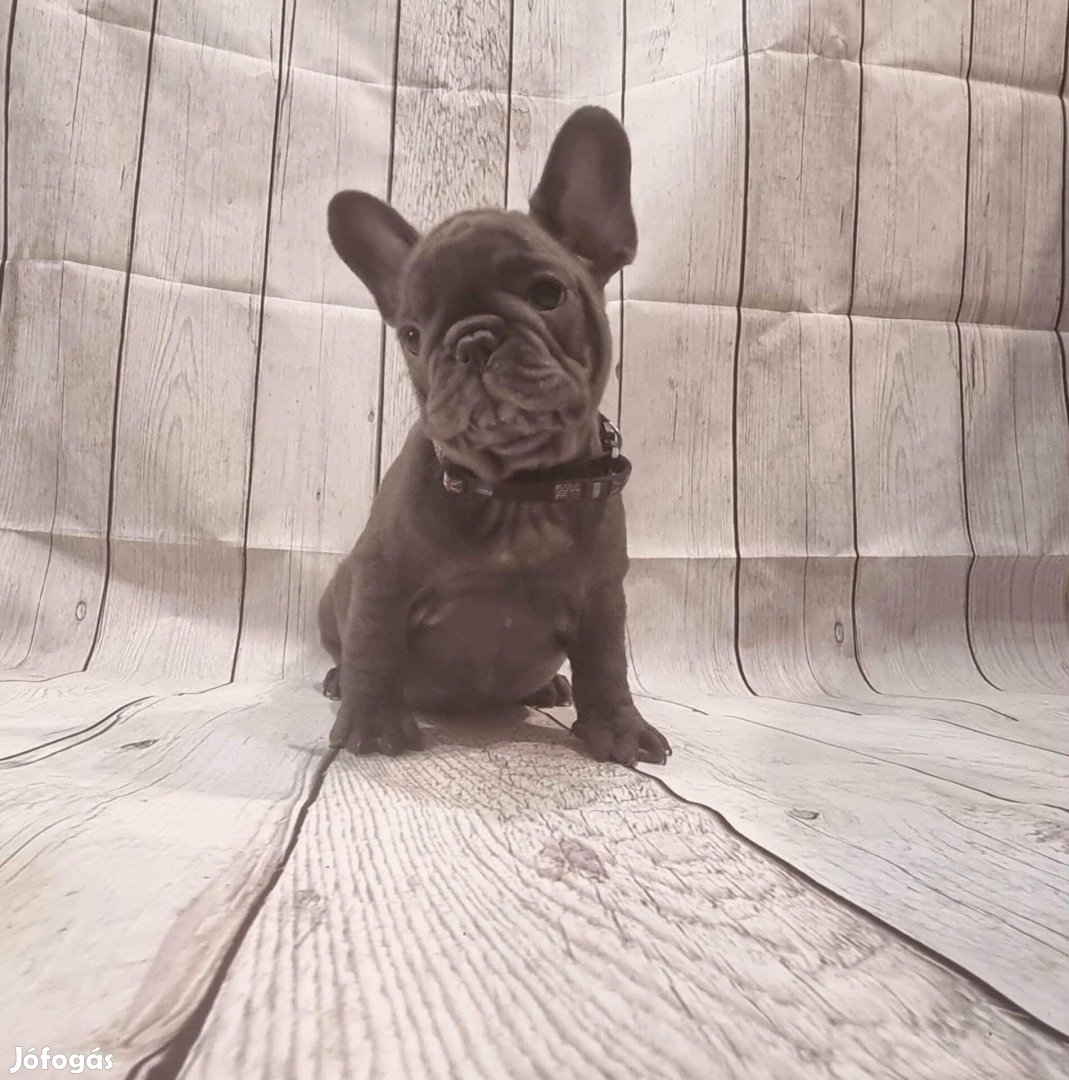Francia bulldog kiskutya