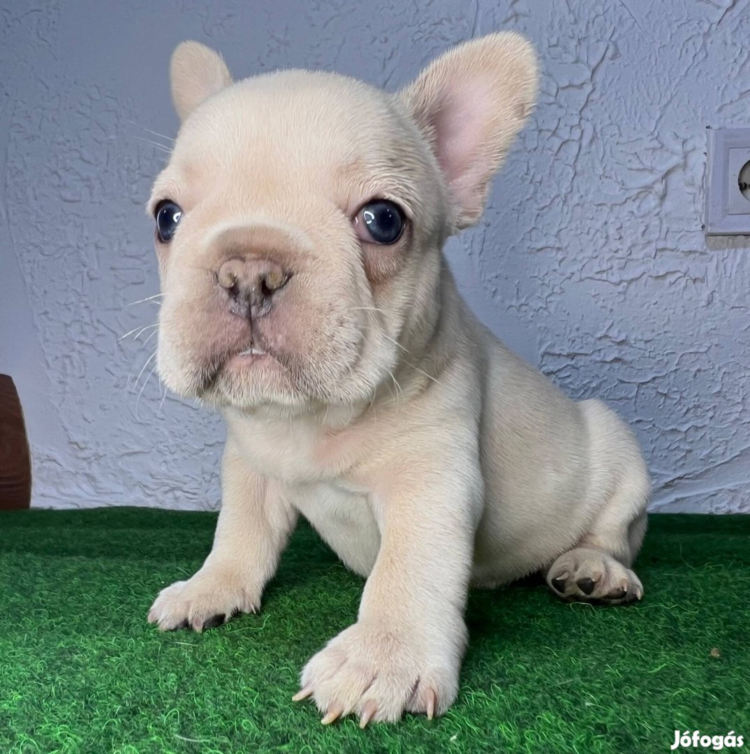 Francia bulldog kiskutya