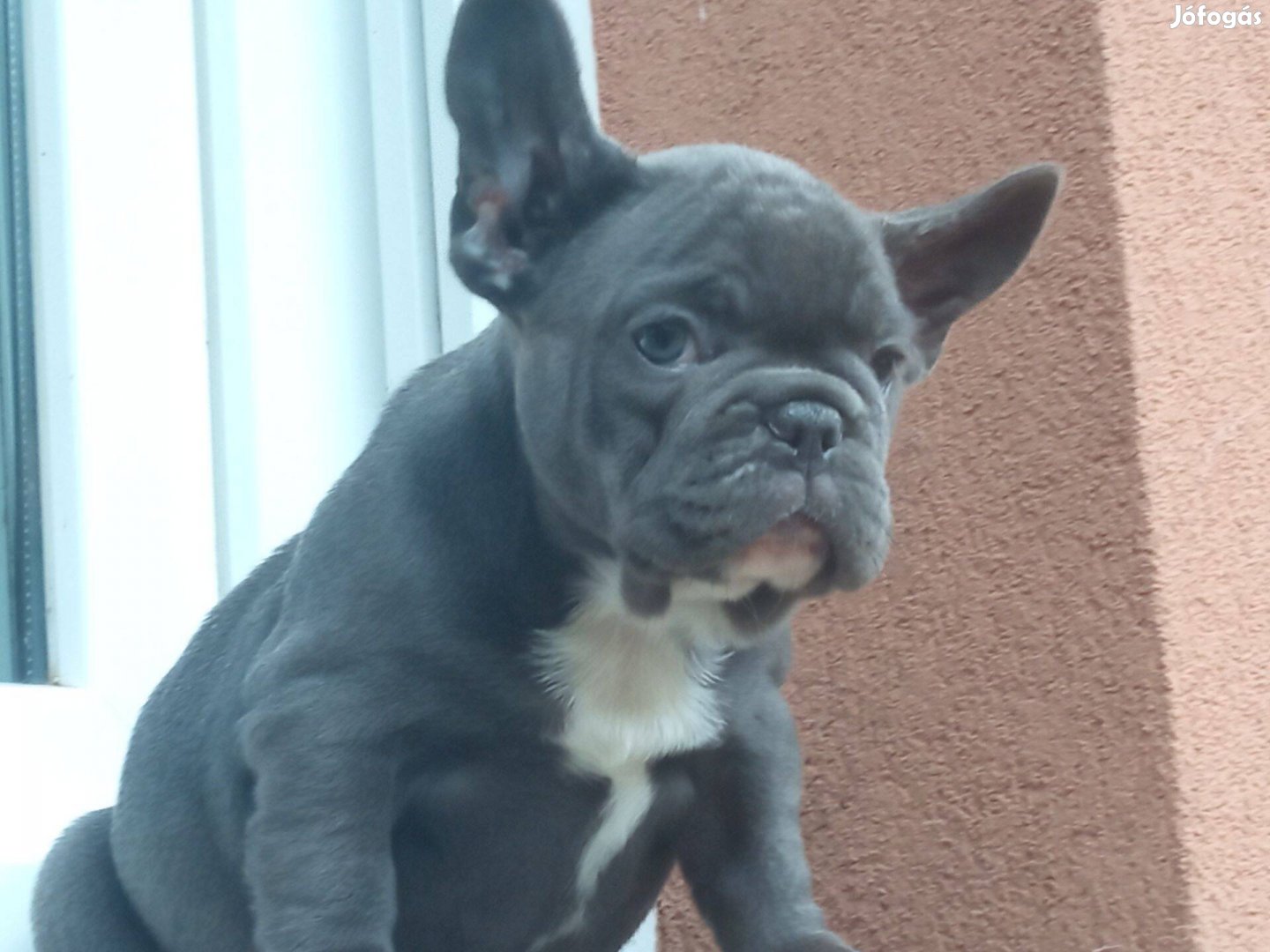 Francia bulldog kislány