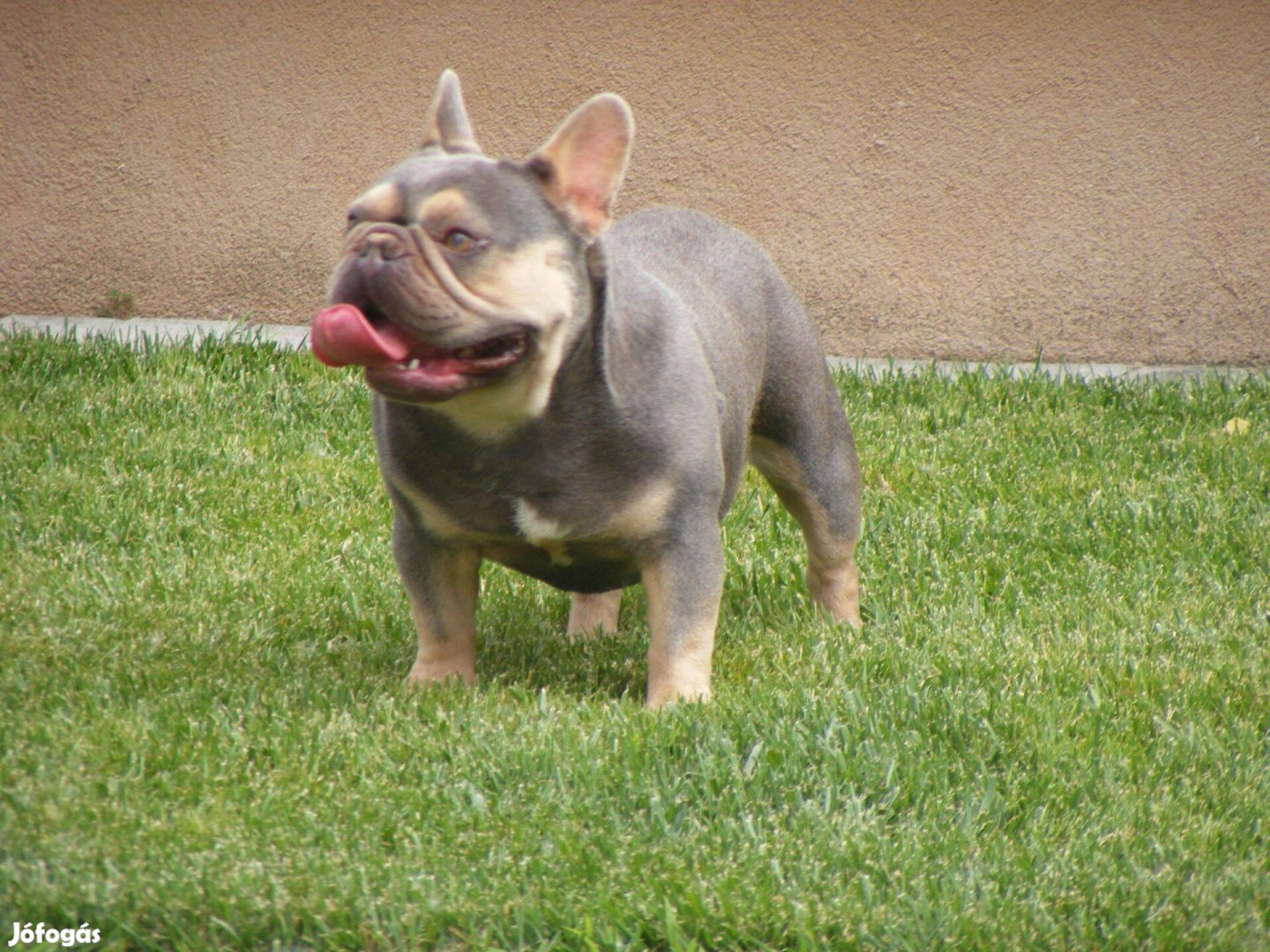 Francia bulldog lila-tan kan