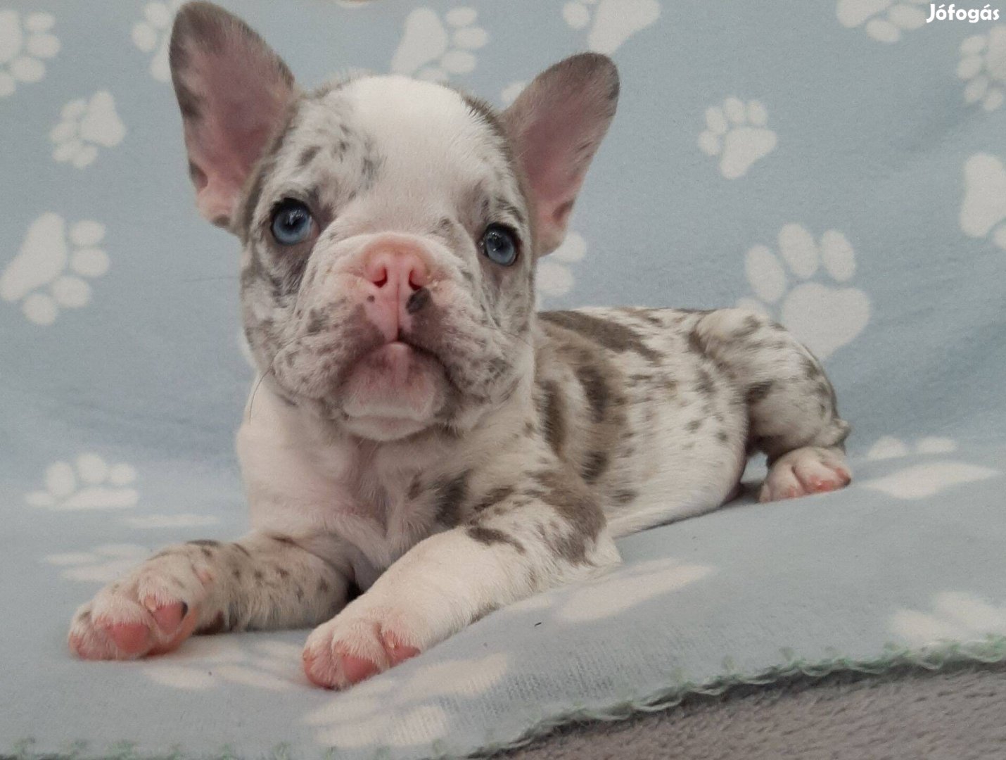 Francia bulldog lilac merle lány , blue fawn merle fiú