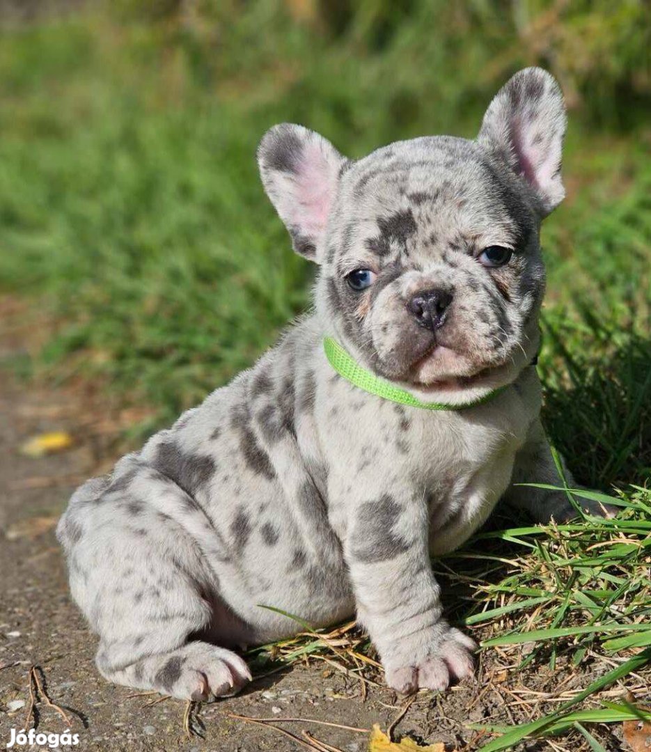 Francia bulldog minöségi kék-merle kislány!