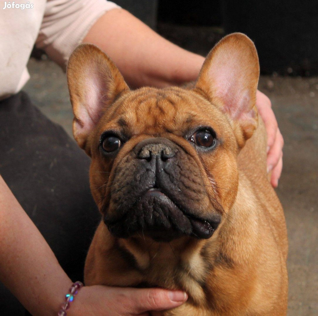 Francia bulldog növendék fiú eladó