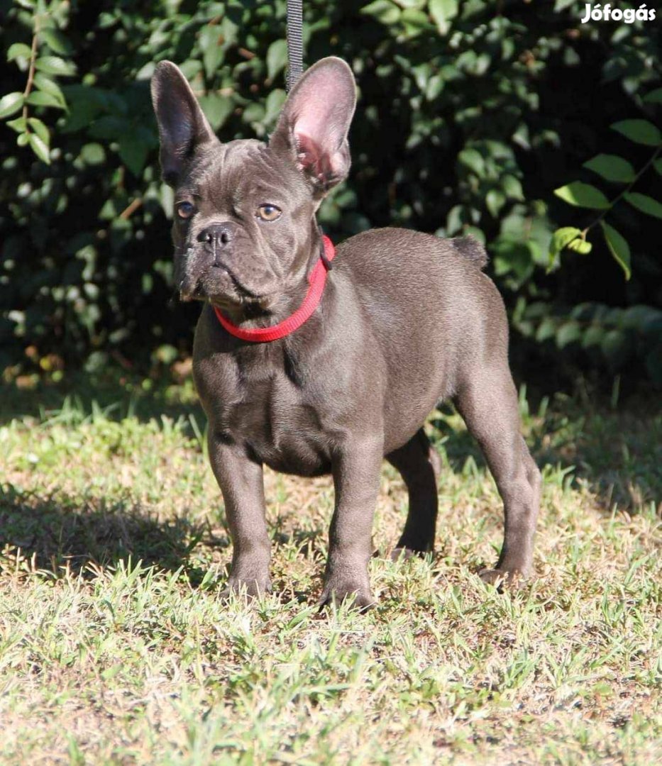 Francia bulldog növendék kislány eladó!