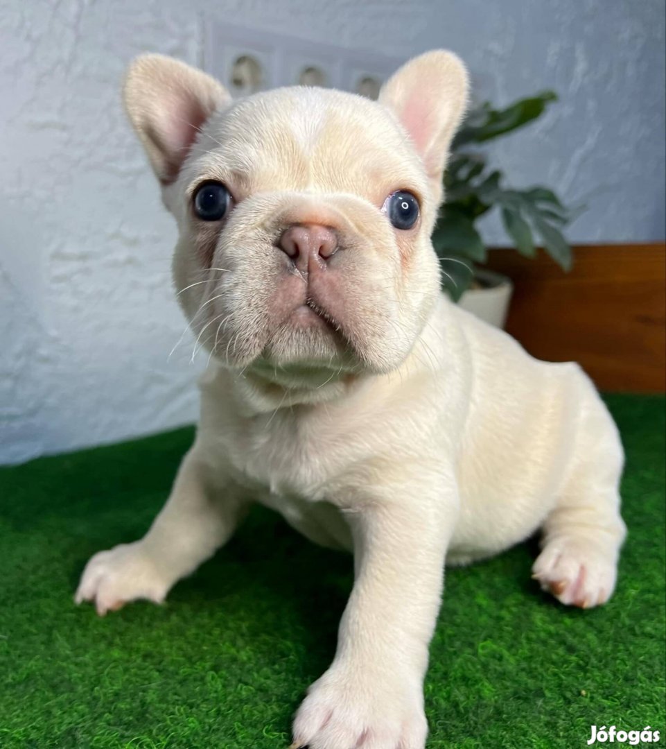 Francia bulldog szuka kiskutya