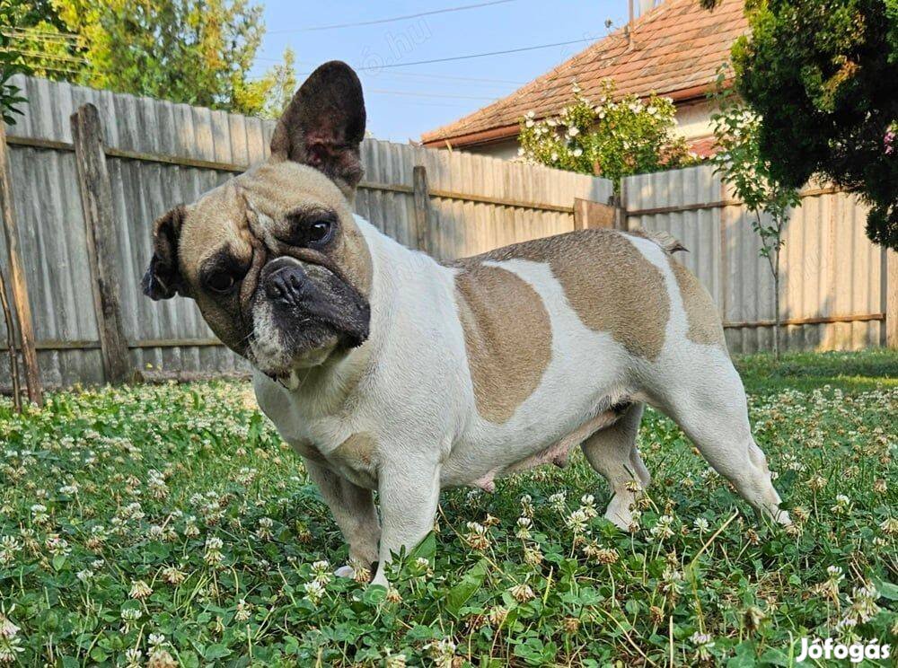 Francia bulldog szuka kutyus