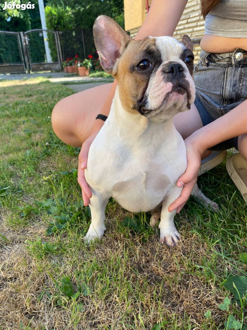 Francia bulldog törzskönyves kislány