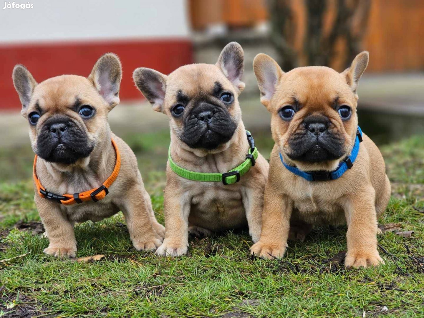 Francia bulldog vörös színű kiskutyák eladóak!