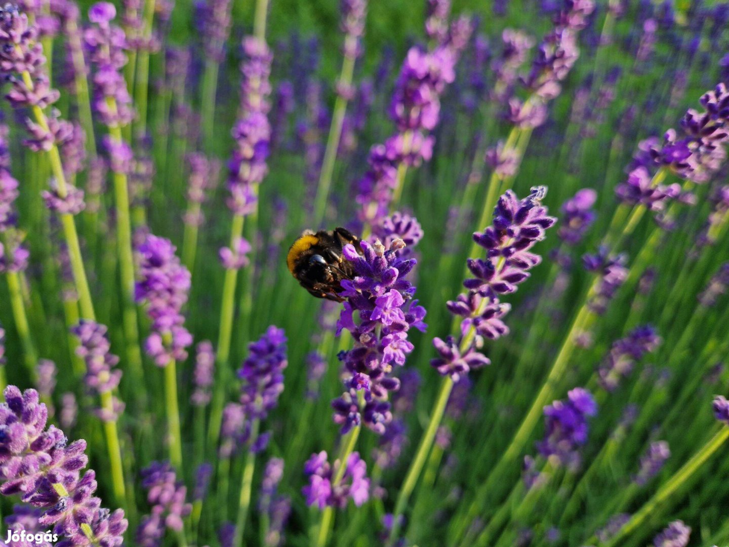 Francia levendula palánta eladó