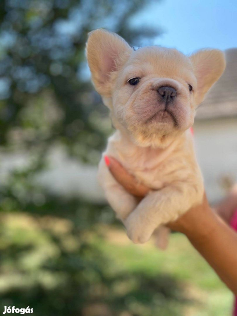 Franciabulldog jellegű hosszúszörű fiúk eladóak