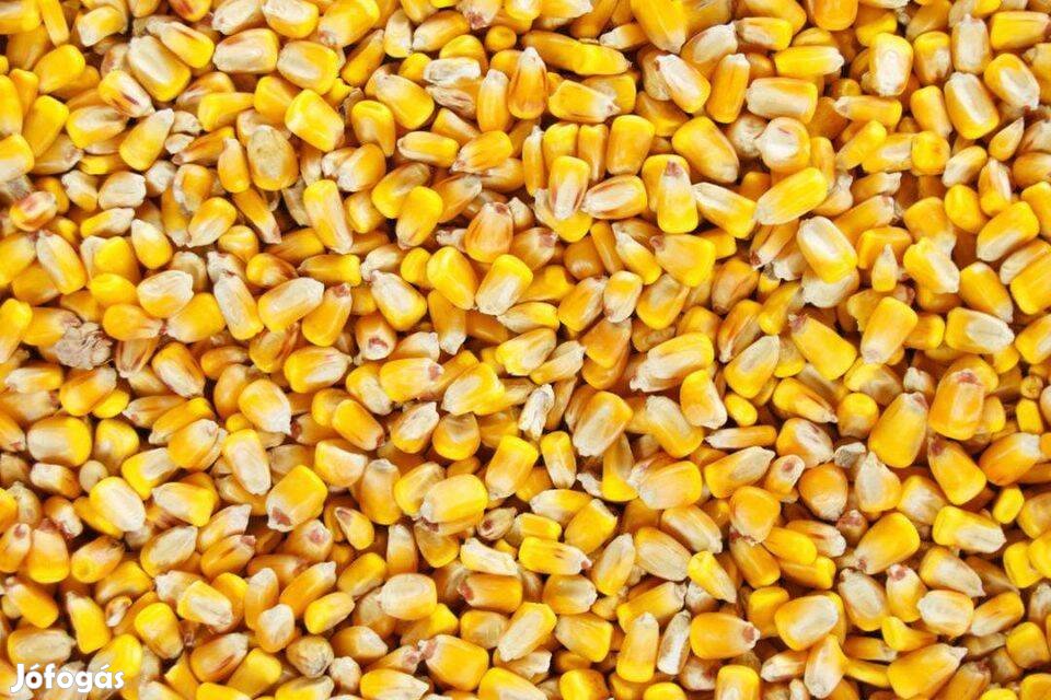 Frisen fejtet kukorica eladó