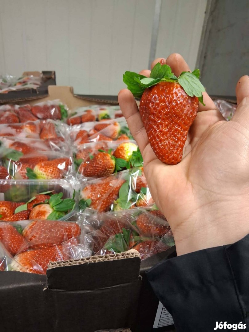 Friss Eper kapható Miskolc-Budapest