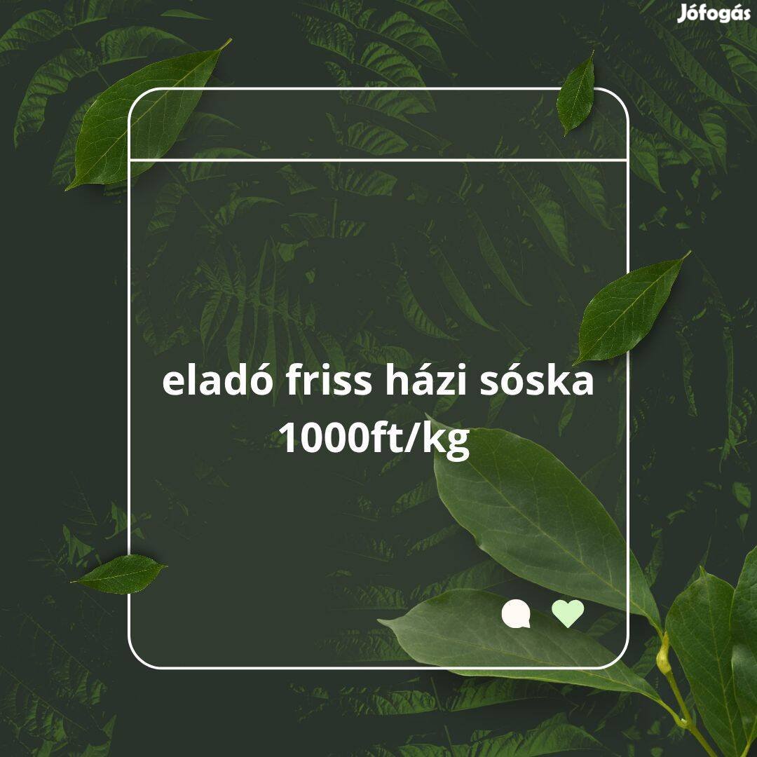 Friss házi sóska