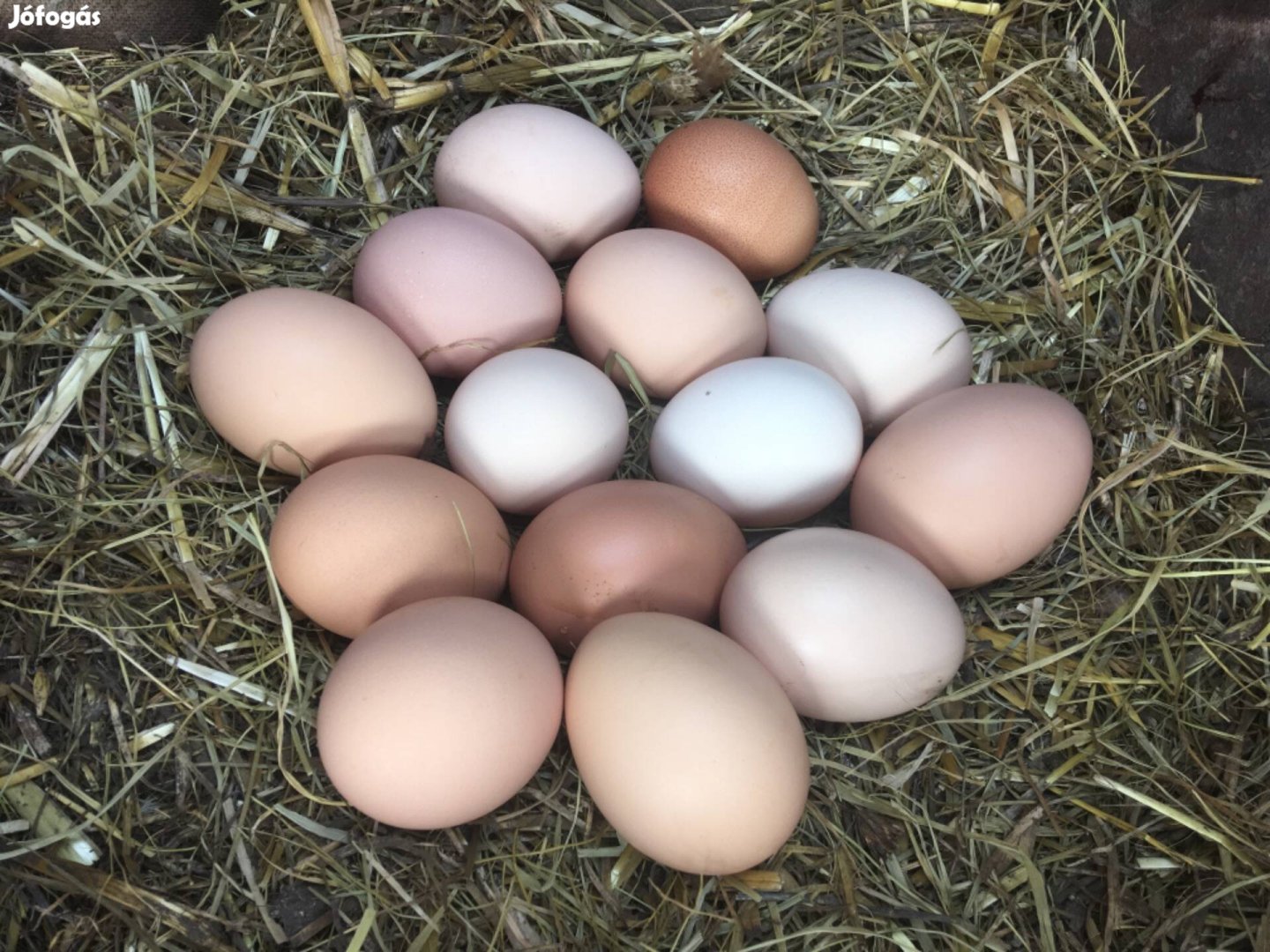 Friss házi tanyasi kapirgálós tojás