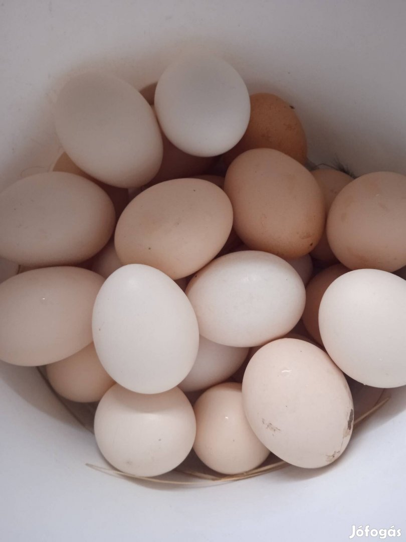 Friss házi tojas