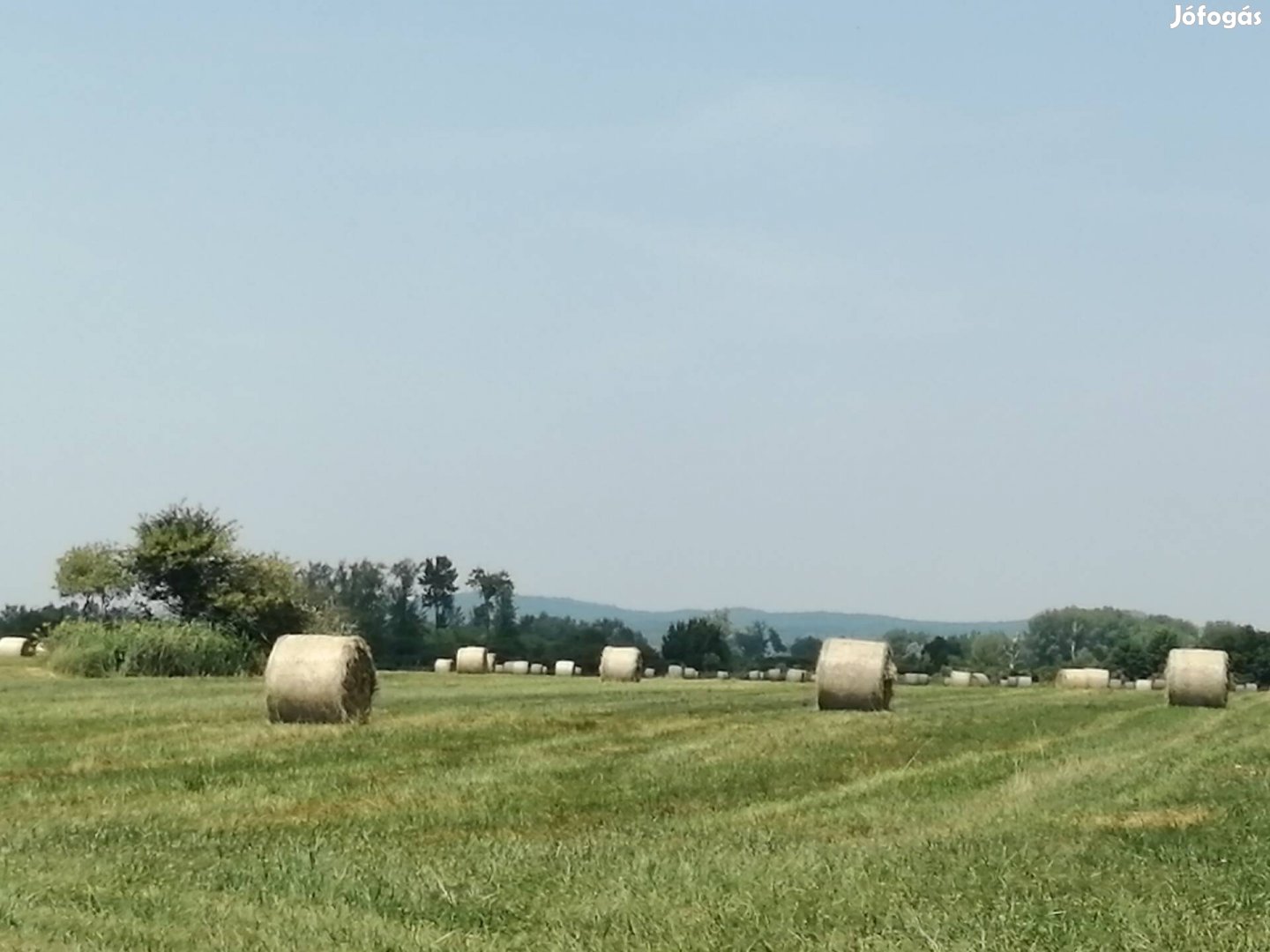 Friss széna nagy körbála, jó minőségű, lovaknak 