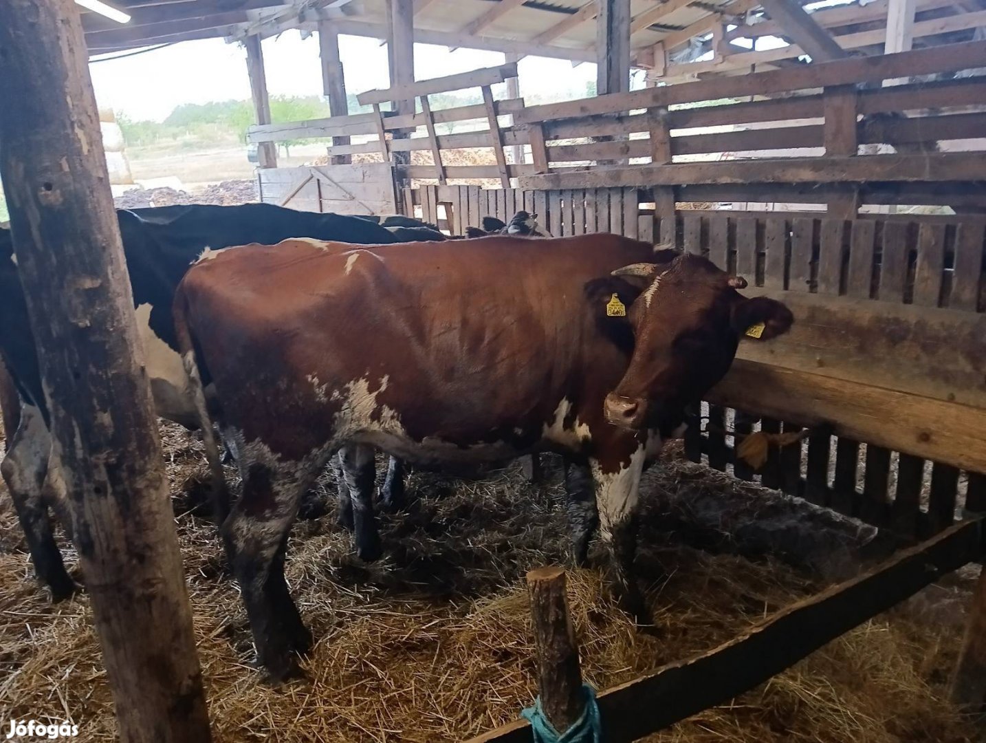 Fríz Üsző bikák vegyesen és vemhes Üszők eladók.