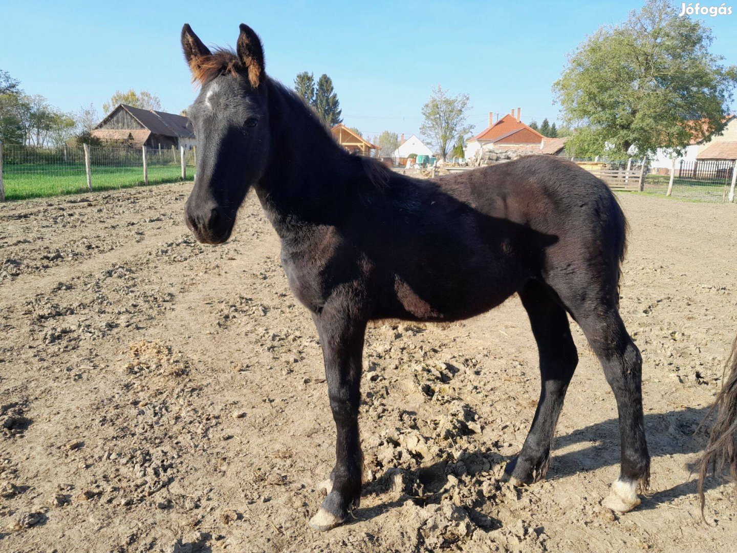 Fríz félvér kanca csikók