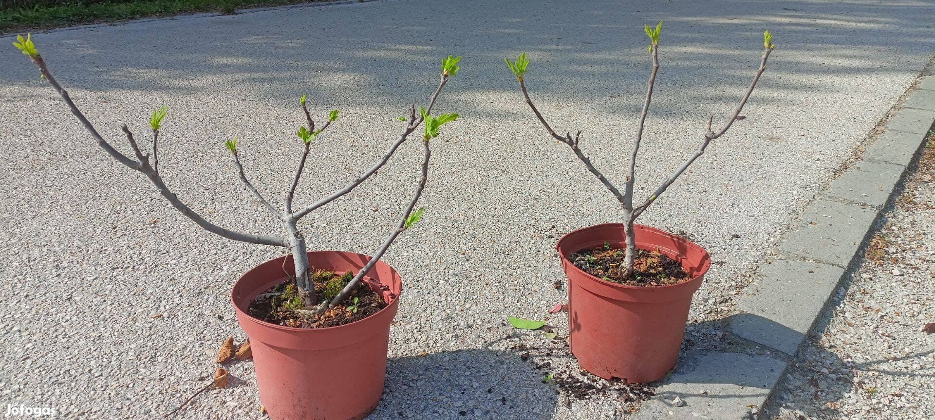 Füge, Ficus carica cserépben eladó 3500 Ft !