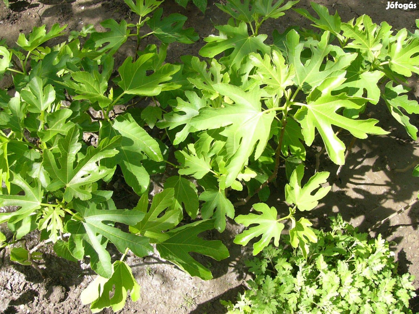 Füge csemete50-150cm saját kiásási lehetőséggel helyhiány