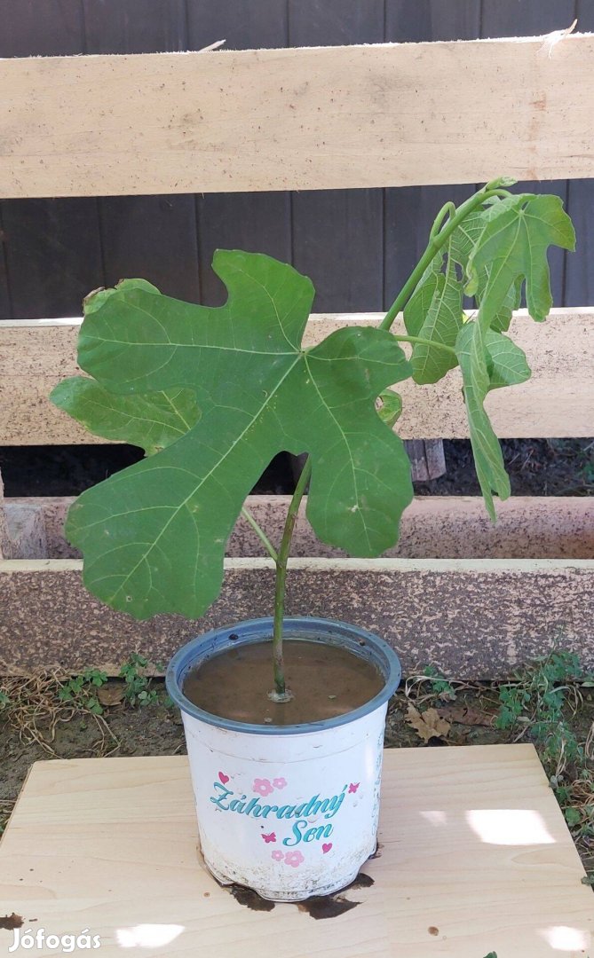 Fügefa palánta, közönséges füge, ficus carica