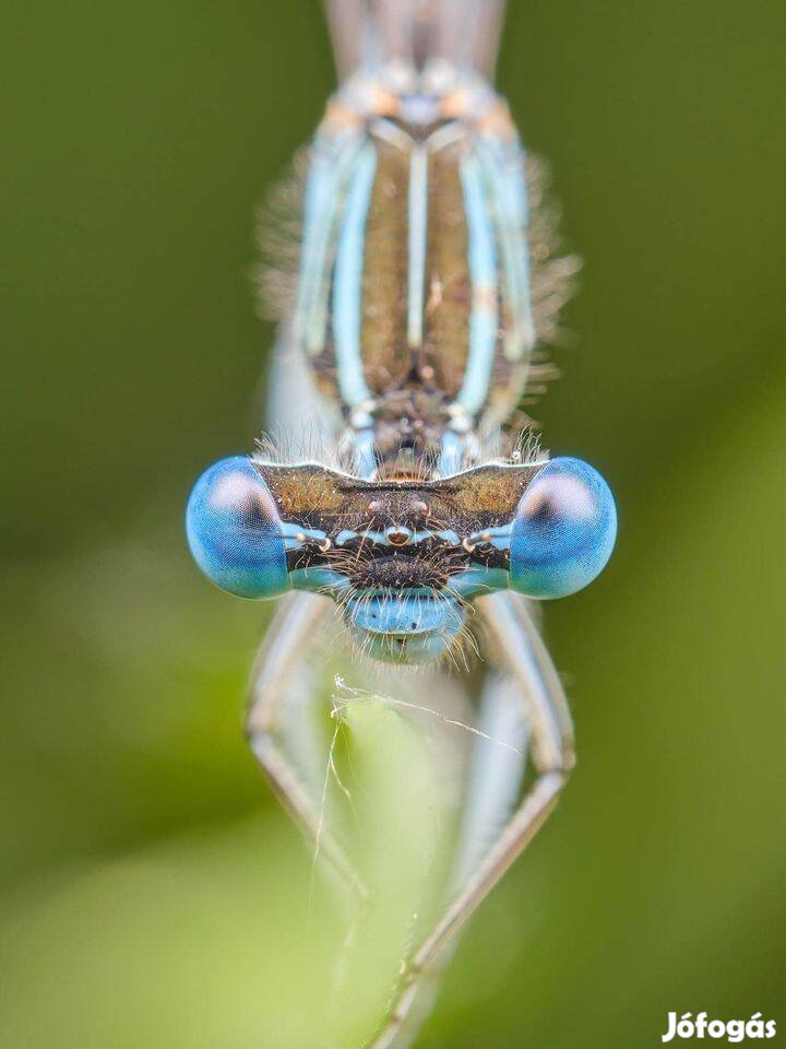 Fuji 80 2.8 R LM OIS WR macro objektív