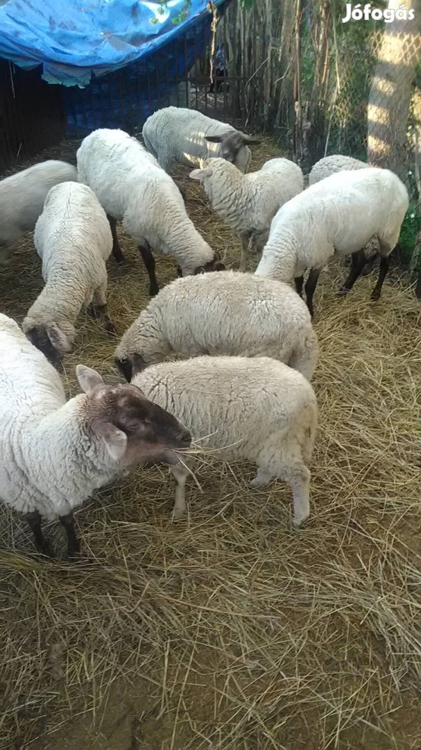 Fűnyíró (Bari márkájú)