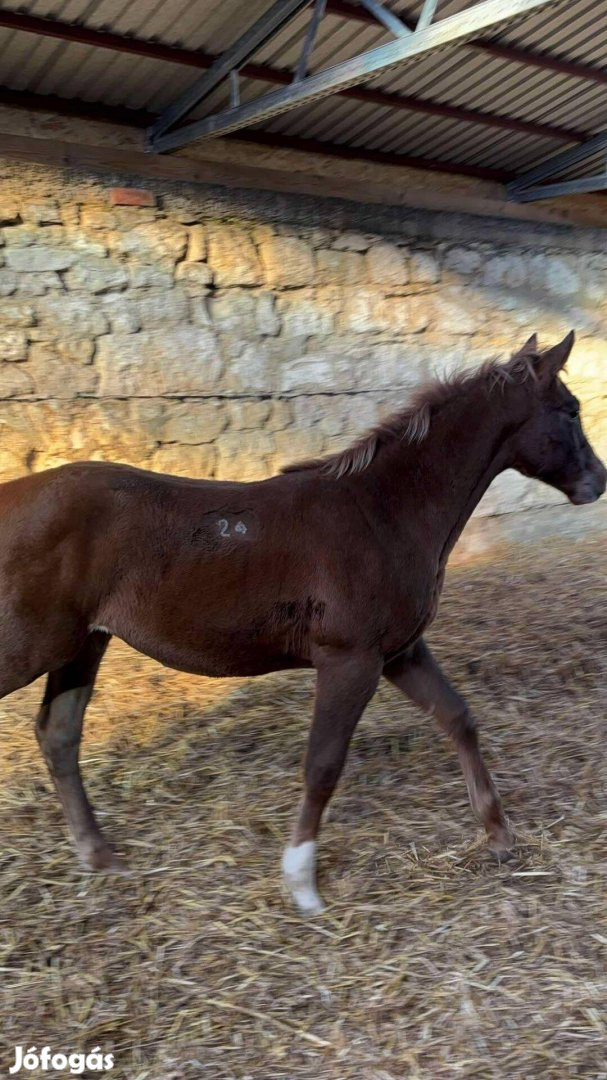 Furioso csikó