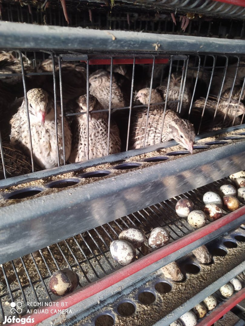 Fürj eladó tojó és kakas