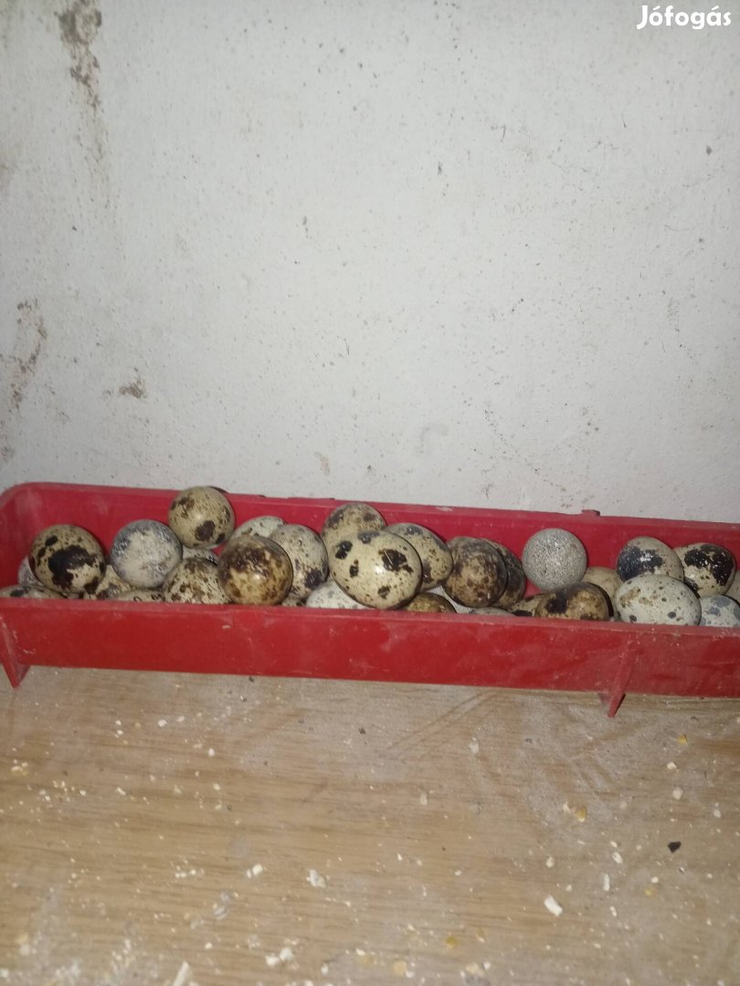Fürj tojás eladó