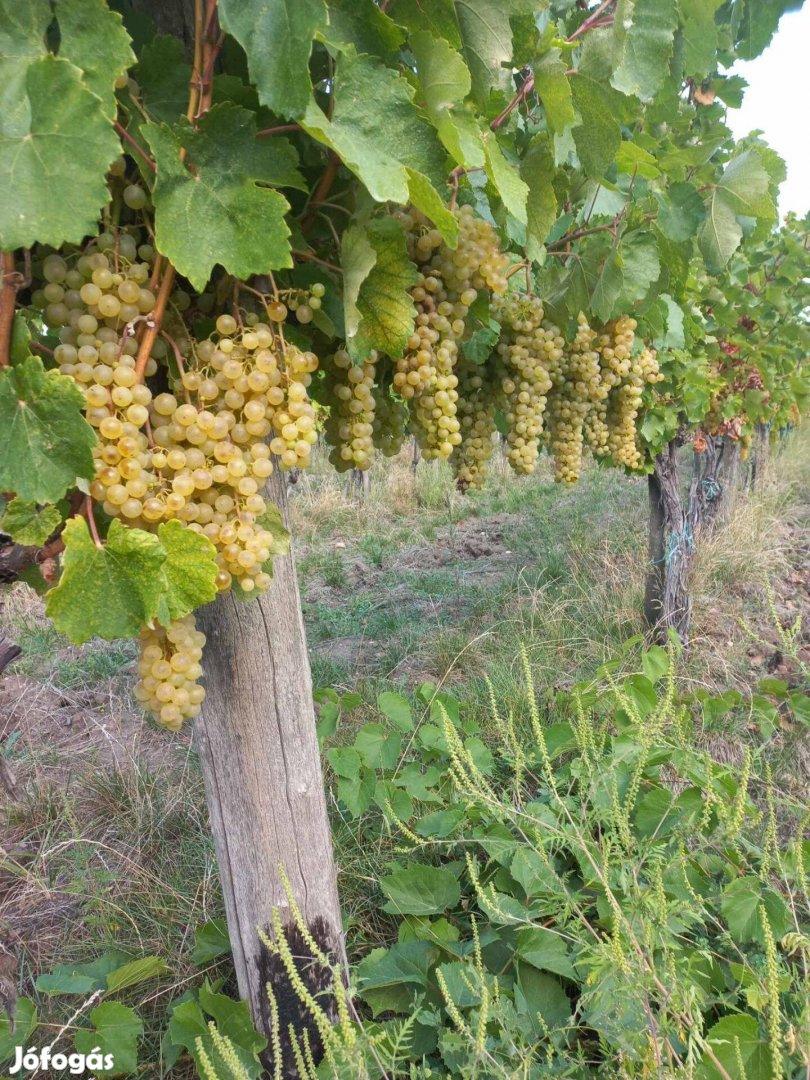 Furmint, hárslevelű minőségi szőlő eladó Szerencsen