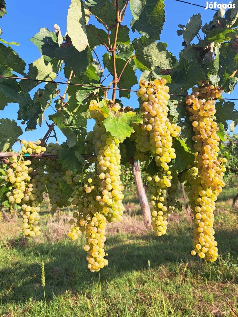 Furmint és hárslevelű szőlő eladó