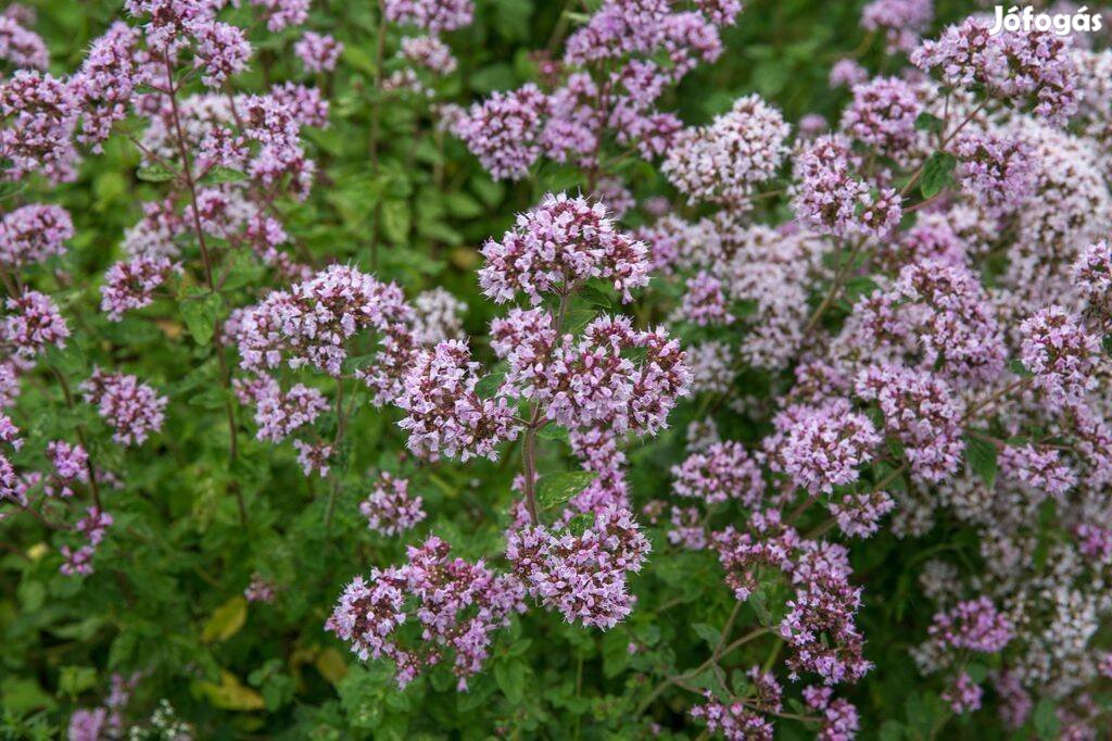 Fűszer-gyógynöv.: oregano, citromfú, kakukkfű, tárkony