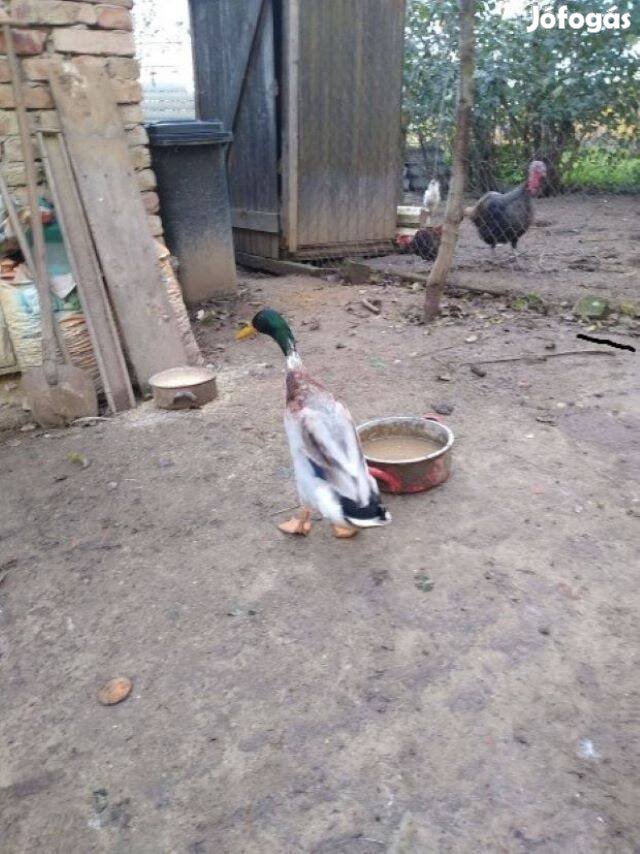 Futó kacsa eladó