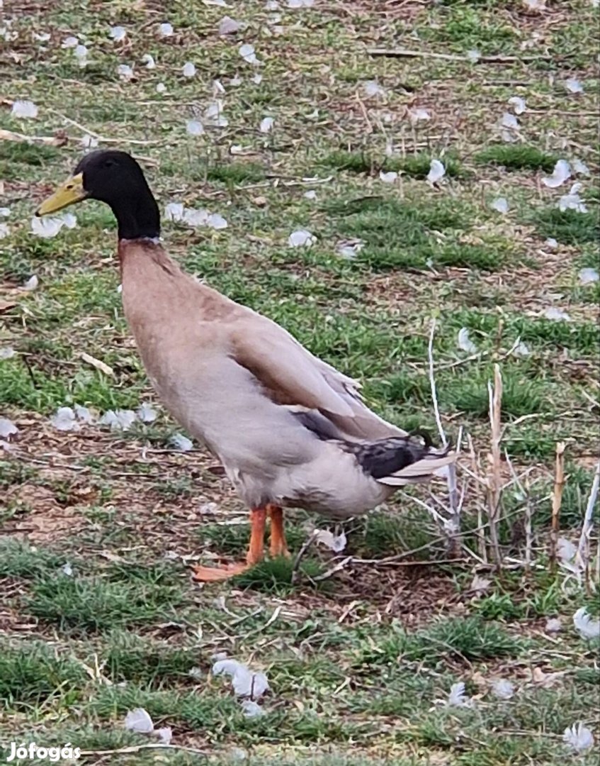 Futókacsa gácsér eladó