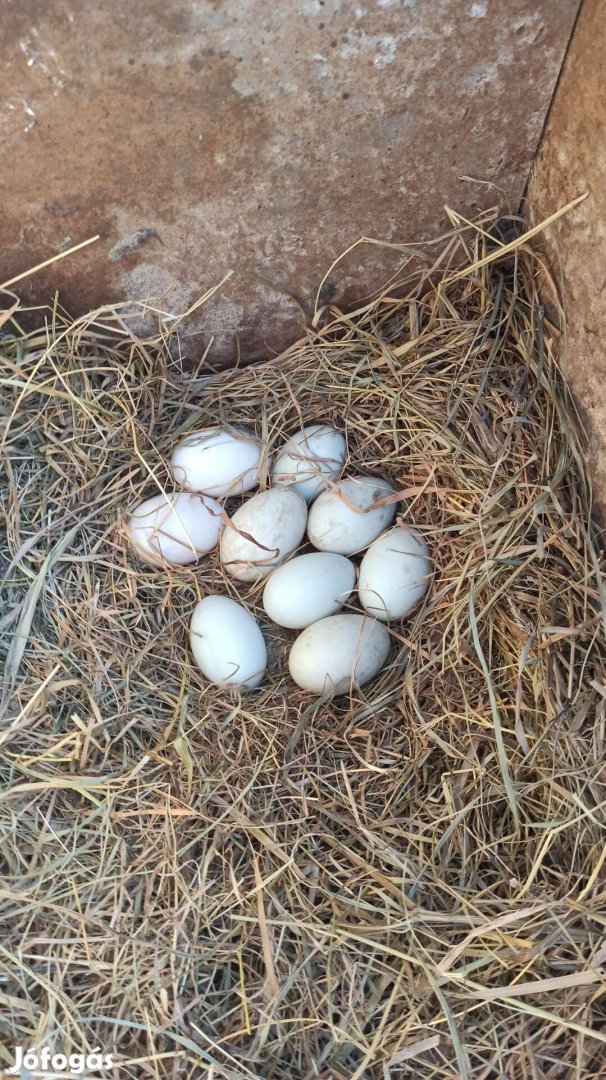 Futókacsa tojás