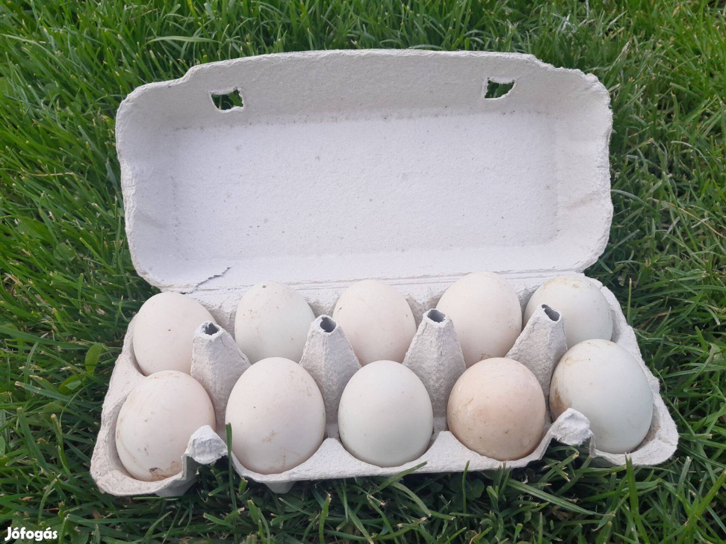 Futókacsa tojás eladó