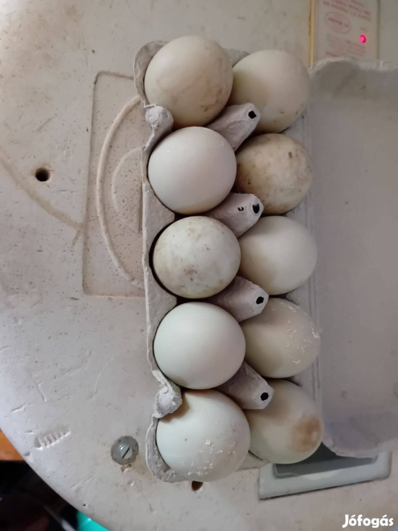 Futókacsa tojás(vadas)