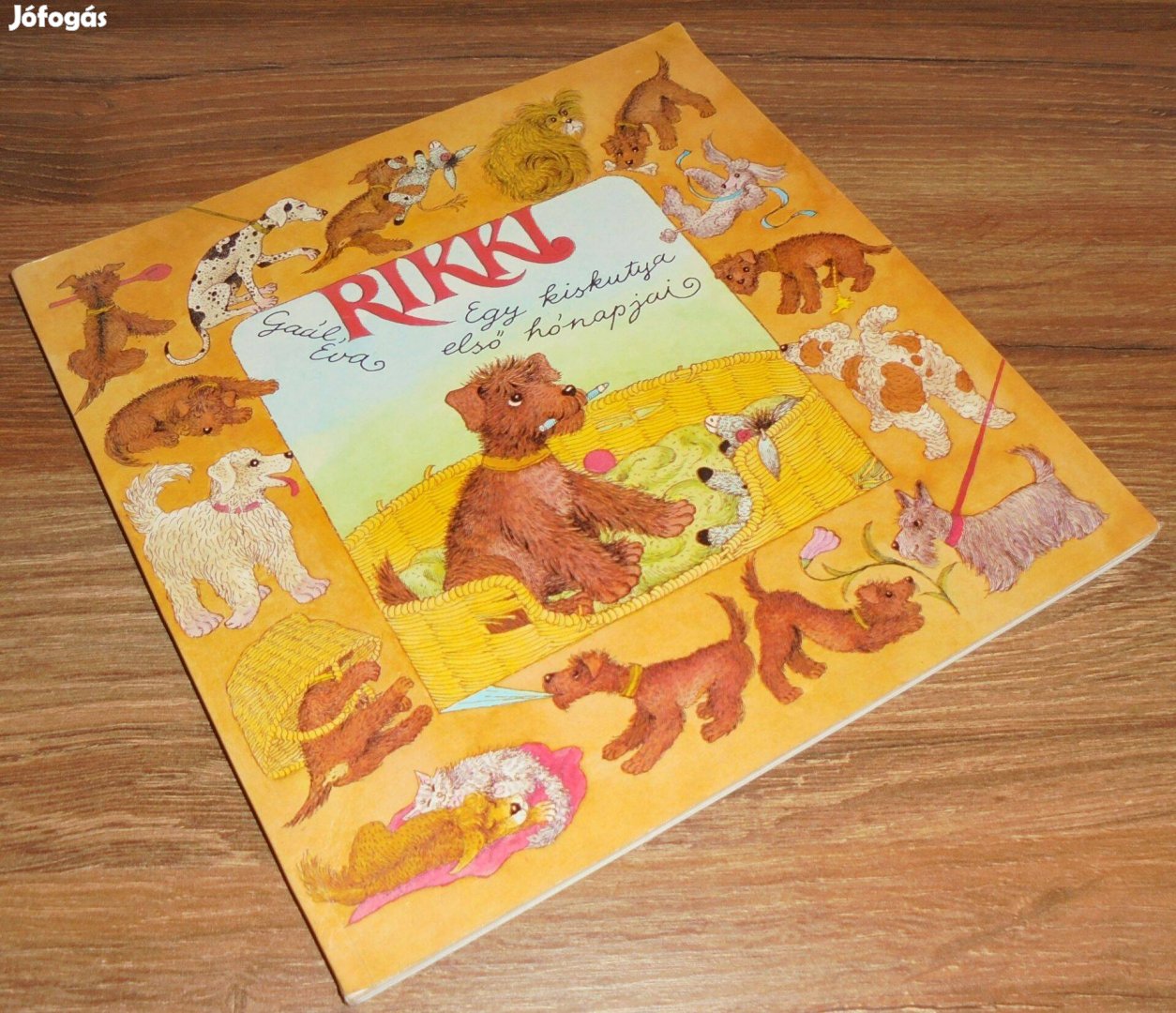 Gaál Éva: Rikki - Egy kiskutya első hónapjai