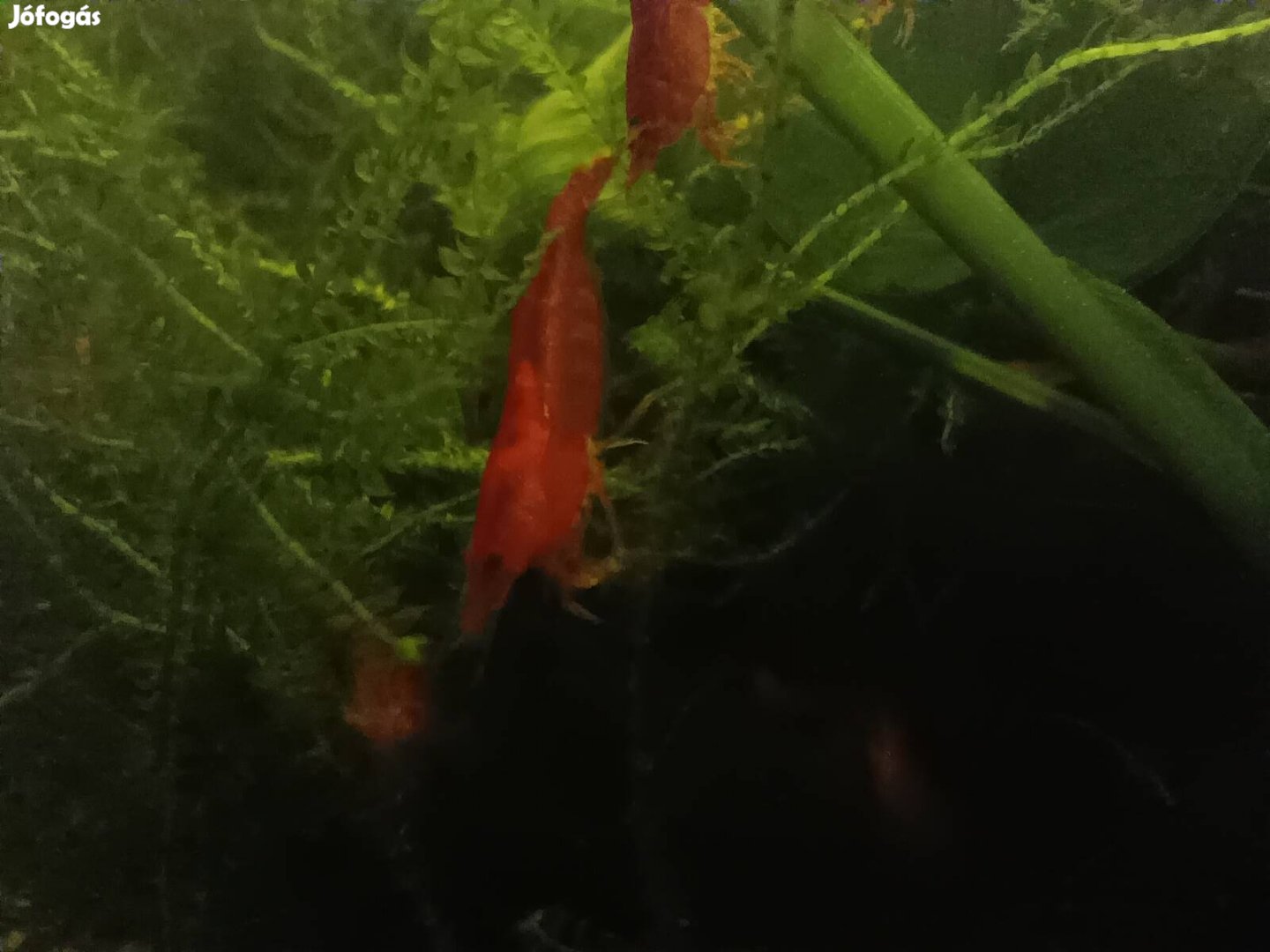 Garnéla Bloody Mary 